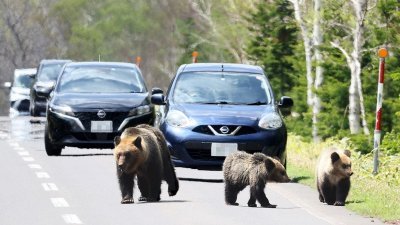 2022年5月12日，在北海道斜里镇道路上，一只棕熊妈妈和幼崽在汽车附近行走。（图取自日本《每日新闻》）