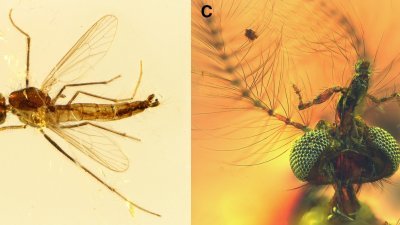 中国科学院南京地质古生物研究所黎巴嫩籍研究员阿扎，对两块保存了蚊子的琥珀进行研究。（图取自当代生物学网站）