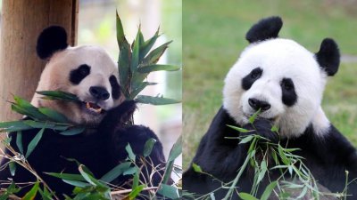 爱丁堡动物园于当地时间周一社交平台X上载大熊猫“阳光”和“甜甜”的照片，贴文写道：“不可思议的12年过去了，今天一早，‘阳光’和‘甜甜’就要离开动物园了。我们慈善机构的团队在这里向这对夫妇告别，并在它们前往机场时挥手送行。我们一定会让大家知道它们的旅程如何。”（图取自X/Edinburgh Zoo）