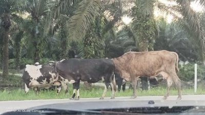 牛群在彼咯路四处游荡，威胁公路使用者的安全。