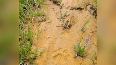 武吉亚宾垦殖区发现的野生动物足迹，柔州野生动物保护及国家公园局证实是老虎脚印。