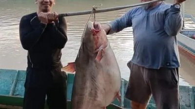 柏奴父子展示45公斤的巴丁鱼。