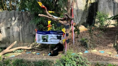 万态保育集团为熊猫叻叻举办欢送会。