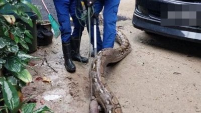 民防局人员捉拿蟒蛇。