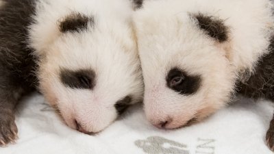 “梦想”和“梦圆”是首对在德国出生的大熊猫双胞胎兄弟。（图取自X/Zoo Berlin）