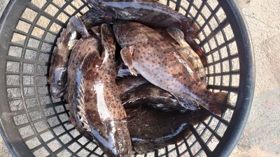 中国去年6月以禁用药物残留为由，宣布暂停台湾石斑鱼输入。（图取自台南市政府网站）