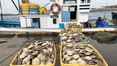 2022年4月12日在北海道根室港，日本渔民捕获的扇贝。（图取自路透社档案照）