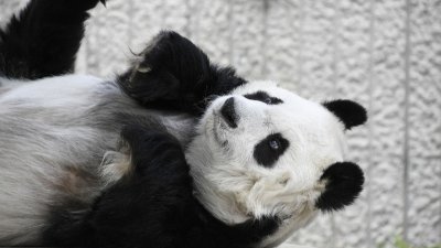 日本神户市立王子动物园宣布，28岁雌性大熊猫“旦旦”为医治心脏病，将延后1年返华。（图取自神户市政府）
