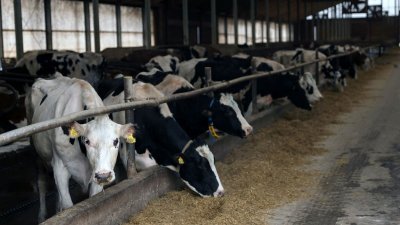 2023年1月19日，在波斯尼亚和黑塞哥维那Kalesija的Spreca农场看到的奶牛。（图取自路透社）