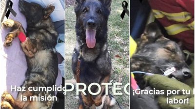 墨西哥搜救犬“Proteo”在土耳其强震的搜救工作中死亡。（图截自TikTok／sedenamx）