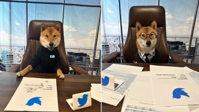 马斯克发推文，介绍推特的新任首席执行员，是他的宠物犬“弗洛基”。（图取自马斯克推特）