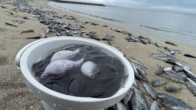 日本九州福冈市志贺岛一处海滩惊见上百只河豚尸体被冲上岸。