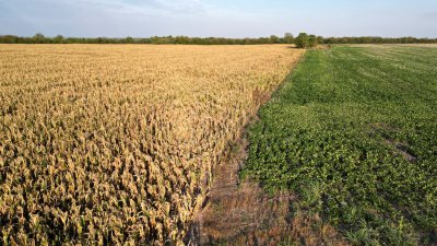 阿根廷今年经历60年来最严重的干旱，圣达菲省北部城市托斯塔多一个种植棉花和玉蜀黍的农场，玉蜀黍田因乾旱枯萎。（图取自路透社）