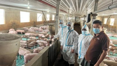 北马猪瘟疫情趋缓，猪农要求当局放宽猪只管制条例。