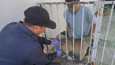 玻州兽医服务局人员将上门，为家犬接种狂犬病疫苗。