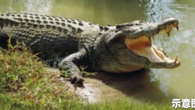 槟城消费人协会认为，鳄鱼被孤立已频临危机，任意报导鳄鱼袭击人类也导致鳄鱼被大规模屠杀。