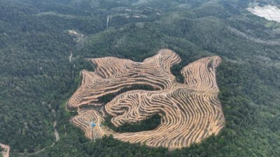 沙拉尼表示，在升旗山沙雍永久森林保留地，早已有园丘项目正在进行中，这非令人意外的事。（档案照）