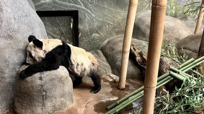 美国田纳西州孟菲斯动物园的旅美大熊猫“丫丫”，体型消瘦、患有皮肤病。（图取自网络）
