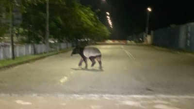 有市民拍下凌晨独自在街头行走的马来貘。