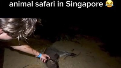 网上流传的视频显示，4名外籍男子深夜擅闯新加坡夜间动物园，有人还伸手触摸正在休息的动物。 （视频截图）