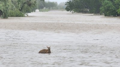 澳洲西北部持续遭遇破纪录大洪水，图为小镇斐兹洛伊克罗欣，一只小袋鼠穿过被洪水淹没的道路。（图取自Callum Lamond/路透社）