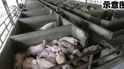 截至本月17日，槟州共出现11间养猪场出现非洲猪瘟病例，分别是威南9间及威中2间，并已销毁超过4000头猪只。
