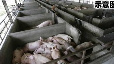 截至今日为止，槟州有11间养猪场出现非洲猪瘟病例，槟州首长曹观友表示，州内猪肉供应不受影响，但出口或受影响。
