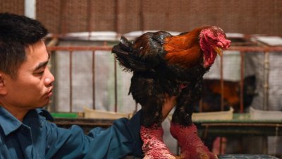 鸡农Le Van Hien展示一只越南“龙鸡”，这是兴安省快州县东早社出产的特有珍贵鸡种，所以名为东早鸡。（图取自法新社）