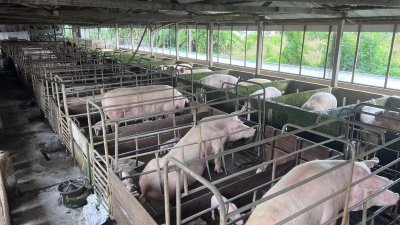转型成封闭式养猪场至少耗资100万至200万令吉，如今再碰上非洲猪瘟来袭，让猪农们欲哭无泪。