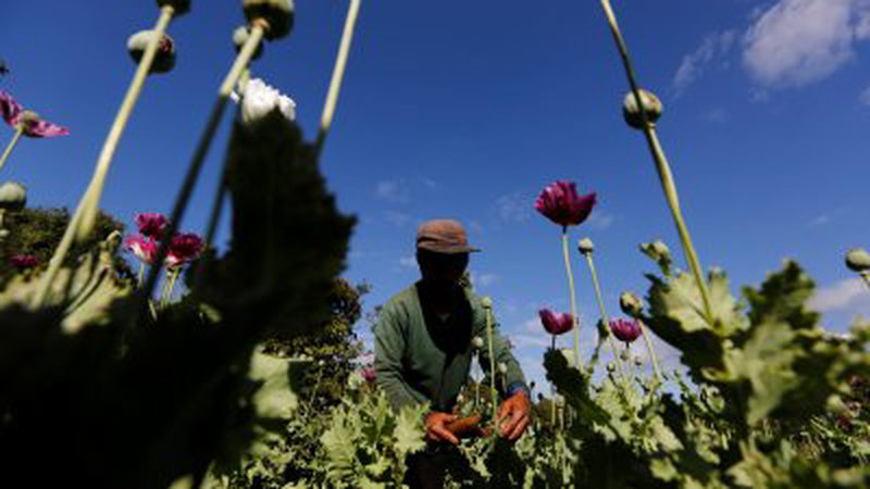 工人在缅甸克耶邦垒固郊外的罂粟花田收割。（路透社档案照）