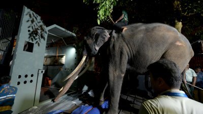 在离开科伦坡动物园之前，斯里兰卡饲养员引领大象穆图拉贾走在笼子里，以便运输上货机。（图取自法新社）