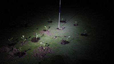 “反抗灭绝”环保人士用水泥或种植树苗堵住了西班牙10座高尔夫球场球洞。（图：反抗灭绝/法新社）
