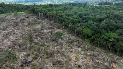 巴西帕拉州乌鲁阿拉附近的森林砍伐区域。（图取自路透社）