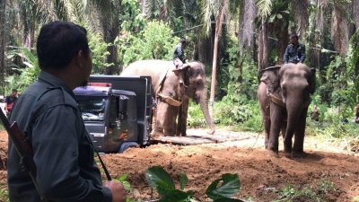 当局出动2只来自双溪德卡大象保育中心的雌象作为诱象，以引诱野象登上罗里。