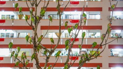 绯胸鹦鹉停留在蔡厝港一带的树上的一组照片，吸引不少人观看。（取自面子书)