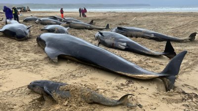 苏格兰刘易斯岛海滩当地时间周日，超过50头领航鲸搁浅后死亡。（图取自Cristina McAvoy/路透社）