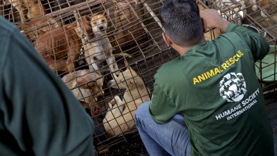 国际人道协会和印尼万鸦老动物之友将21只狗和3只猫从屠宰场营救出来，图为活动人士在托莫洪的一家屠宰场查看狗只。（图取自法新社）