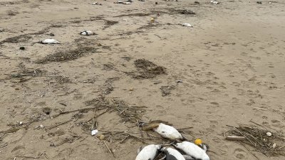 星期四，乌拉圭马尔多纳多省拉胡尼塔的海滩上，躺著死去的企鹅。(图取自法新社)