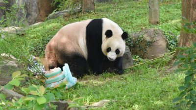 旅居华盛顿美国国家动物园的大熊猫“美香”迎来25岁生日，动物园给“美香”准备了生日蛋糕庆祝生日。（图取自中新社）