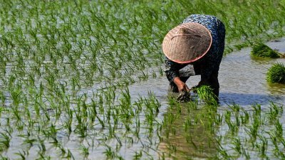 在印尼亚齐省兰巴罗，一名农民在稻田里插秧。（图取自法新社）