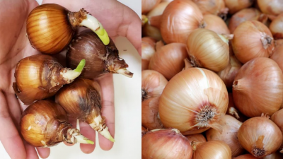 日本7名长者误将水仙球根（左）当成洋葱（右），服食后中毒送医。