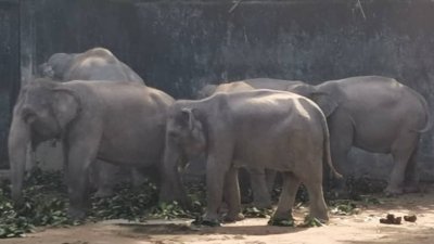 太平动物园有11头大象，每日排泄300至500公斤粪便，提供制造堆肥原料。
