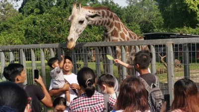 热浪迫人却无阻游客参观太平动物园的兴致，因此，该园近期游客人数仅稍跌5%左右。