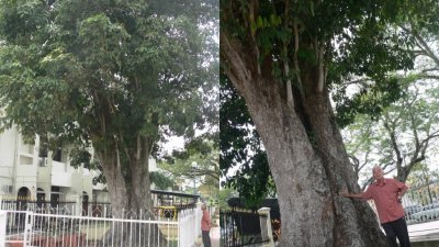 霹雳江沙县署旁的马来西亚最古老橡胶树，今年已达146年高龄，价值约20万令吉。（档案照）