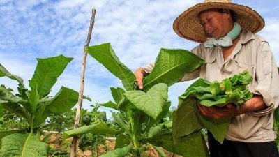 上霹雳生产的土烟叶既肥大也厚，曾经远销到印度、缅甸等地。（梁雅生提供）