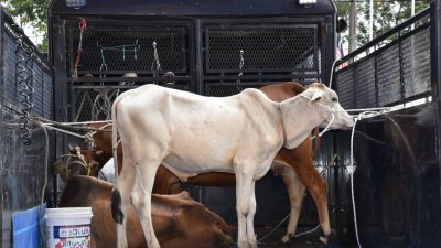 曼绒市议会今年举办7场拍卖会，共拍卖10只游荡牛，进账2万1200令吉。