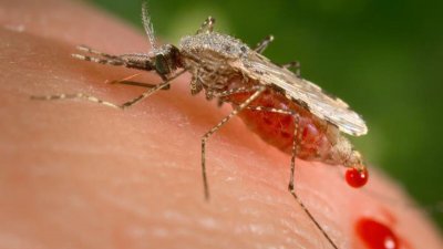 疟疾由蚊子传染，普遍发生在非洲。（图取自美国疾控中心）