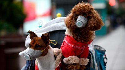 新冠肺炎爆发期间，中国上海市的饲主为爱犬戴上口罩。（图取自法新社）