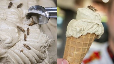 德国一家冰淇淋店近日推出猎奇的“蟋蟀口味”，还在冰淇淋顶端放上完整的蟋蟀乾。