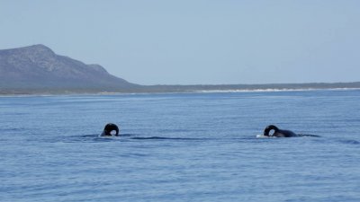 这2头虎鲸有背鳍弯曲的特点，极易辨认。（图取自“海洋动力”面子书）